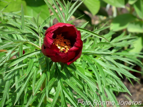 Dillpionen, Paeonia tenuifolia